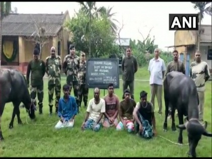 BSF arrests 5 Bangladeshi nationals for trying to smuggle cattle to Bangladesh | BSF arrests 5 Bangladeshi nationals for trying to smuggle cattle to Bangladesh