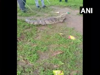 Seven feet crocodile rescued from Vadodara district, handed over to Forest Department | Seven feet crocodile rescued from Vadodara district, handed over to Forest Department