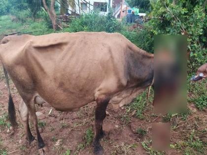 Cow dies after eating explosives kept for wild pigs in Karnataka's Mysuru | Cow dies after eating explosives kept for wild pigs in Karnataka's Mysuru