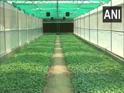 New high-tech poly houses constructed in J-K to boost vegetable cultivation | New high-tech poly houses constructed in J-K to boost vegetable cultivation