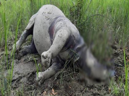 Rhinoceros found killed in Kaziranga National Park | Rhinoceros found killed in Kaziranga National Park Rhinoceros found killed in Kaziranga National Park | Rhinoceros found killed in Kaziranga National Park