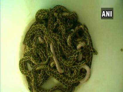 Russell's Viper in Coimbatore zoo gives birth to 35 snakelets | Russell's Viper in Coimbatore zoo gives birth to 35 snakelets Russell's Viper in Coimbatore zoo gives birth to 35 snakelets | Russell's Viper in Coimbatore zoo gives birth to 35 snakelets
