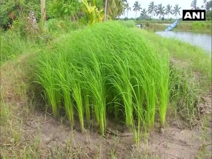 Cultivation of GI-tagged Pokkali rice hit due to COVID-19 lockdown in Kerala | Cultivation of GI-tagged Pokkali rice hit due to COVID-19 lockdown in Kerala