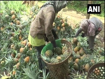 COVID-19: Nagaland pineapple farmers face tough times | COVID-19: Nagaland pineapple farmers face tough times