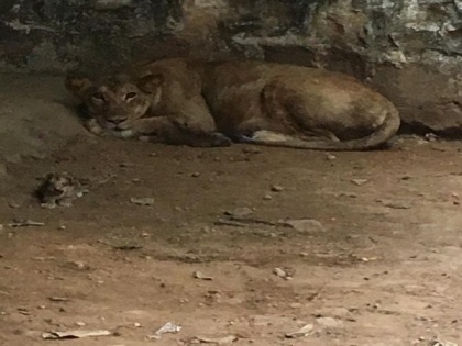 Lioness gives birth to 3 cubs at Gwalior's Gandhi Prani Udhyan Zoo | Lioness gives birth to 3 cubs at Gwalior's Gandhi Prani Udhyan Zoo