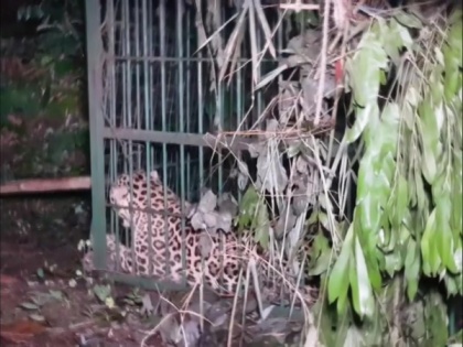 Forest Department officials capture leopard in Guwahati 's Maligaon | Forest Department officials capture leopard in Guwahati 's Maligaon