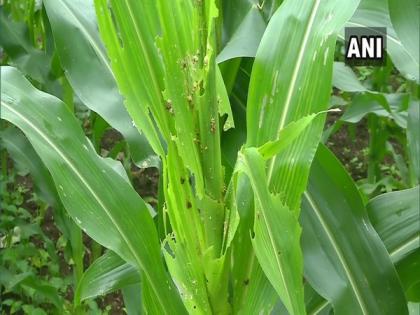 Farmers in Shivamogga face crop damage due to fall armyworms | Farmers in Shivamogga face crop damage due to fall armyworms