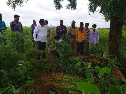 Kalaburagi police seize 223 kg Ganja plants, arrest one person | Kalaburagi police seize 223 kg Ganja plants, arrest one person
