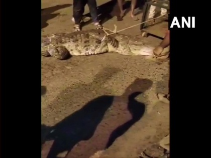 Injured crocodile rescued from residential area in Vadodara | Injured crocodile rescued from residential area in Vadodara