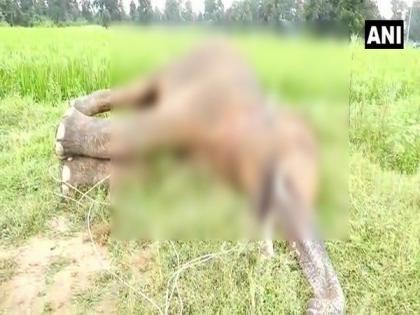 Elephant electrocuted to death in Chhattisgarh | Elephant electrocuted to death in Chhattisgarh