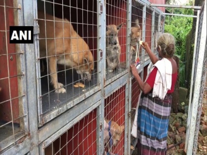 Elderly woman in Kottayam takes care of over 60 street dogs | Elderly woman in Kottayam takes care of over 60 street dogs