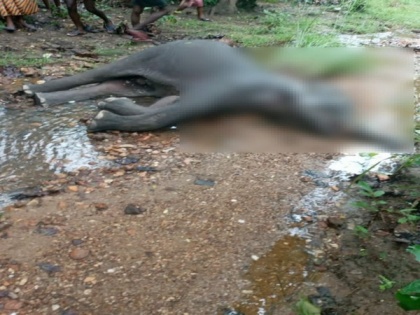 Male elephant found dead in Odisha, probe ordered | Male elephant found dead in Odisha, probe ordered
