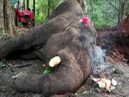 Karnataka: Elephant dies in Shivamogga due to cardiac arrest | Karnataka: Elephant dies in Shivamogga due to cardiac arrest