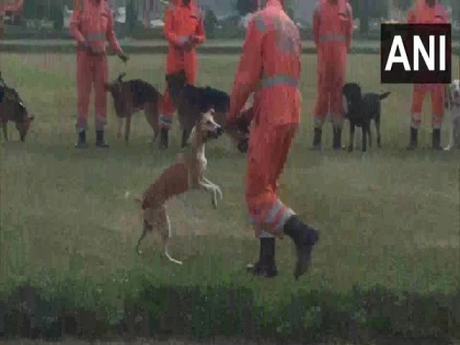NDRF inducts indigenous dog breeds for rescue operations | NDRF inducts indigenous dog breeds for rescue operations