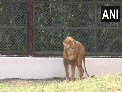 Surat's Sarthana Zoo gets lion, lioness | Surat's Sarthana Zoo gets lion, lioness Surat's Sarthana Zoo gets lion, lioness | Surat's Sarthana Zoo gets lion, lioness
