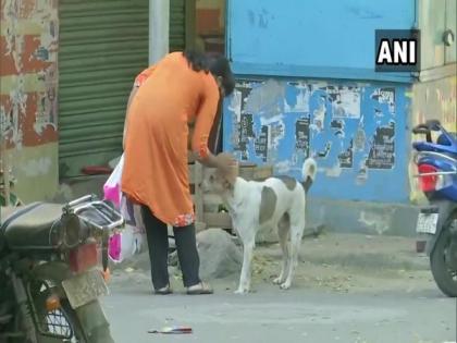 Hyderabad youngster volunteers to help stray dogs | Hyderabad youngster volunteers to help stray dogs Hyderabad youngster volunteers to help stray dogs | Hyderabad youngster volunteers to help stray dogs