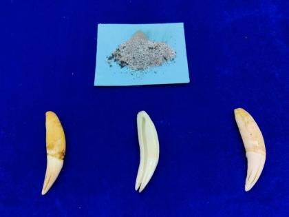 Chennai Customs seize 3 canine teeth of genus 'Panthera' smuggled from Dubai | Chennai Customs seize 3 canine teeth of genus 'Panthera' smuggled from Dubai