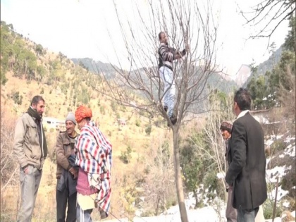 With timely snowfall, apple growers from J-K's Udhampur hope for good crop | With timely snowfall, apple growers from J-K's Udhampur hope for good crop