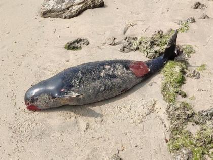 Dead dolphin washed ashore at Agni Theertham beach in Rameswaram | Dead dolphin washed ashore at Agni Theertham beach in Rameswaram
