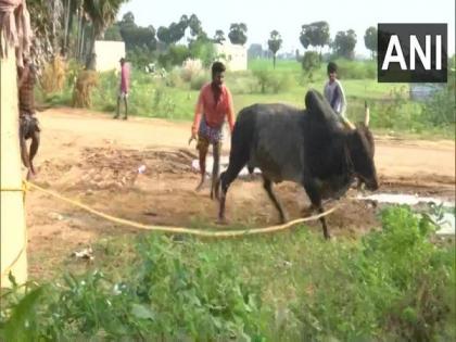 Madurai: Bull trainers gear up for Jallikattu as Pongal approaches | Madurai: Bull trainers gear up for Jallikattu as Pongal approaches Madurai: Bull trainers gear up for Jallikattu as Pongal approaches | Madurai: Bull trainers gear up for Jallikattu as Pongal approaches