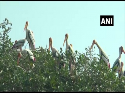 Over 20,000 exotic migratory birds arrive in Odisha's Paradeep | Over 20,000 exotic migratory birds arrive in Odisha's Paradeep