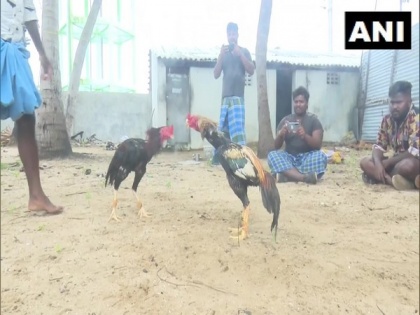 Rameswaram residents look forward to rooster fights during Pongal | Rameswaram residents look forward to rooster fights during Pongal