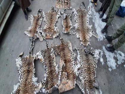 One arrested with leopard skins, bear gall bladders, musk deer pods in J-K | One arrested with leopard skins, bear gall bladders, musk deer pods in J-K