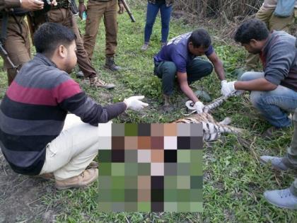 Tiger cub found dead in Kaziranga Range | Tiger cub found dead in Kaziranga Range
