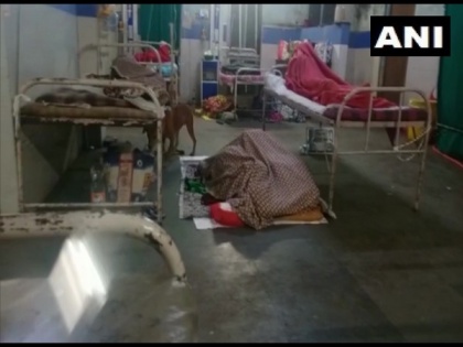 Video of stray dogs inside patient ward at Nagpur hospital goes viral, investigation ordered | Video of stray dogs inside patient ward at Nagpur hospital goes viral, investigation ordered