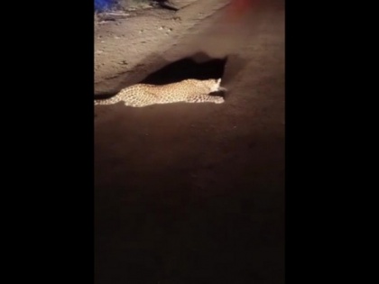Forest Department rescues leopard hit by moving vehicle in Nashik | Forest Department rescues leopard hit by moving vehicle in Nashik