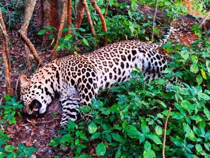 Leopard found dead near Karamadai Range Forest in Tamil Nadu | Leopard found dead near Karamadai Range Forest in Tamil Nadu