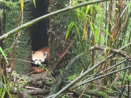 Red panda, snow leopard give birth to cubs in Darjeeling | Red panda, snow leopard give birth to cubs in Darjeeling Red panda, snow leopard give birth to cubs in Darjeeling | Red panda, snow leopard give birth to cubs in Darjeeling