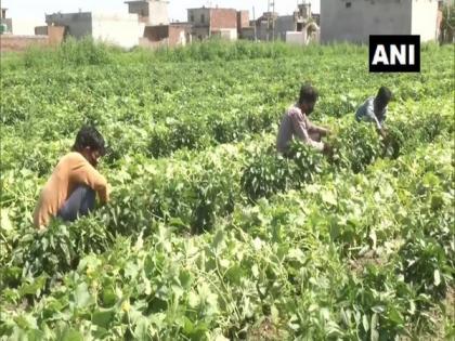 With migrant labourers heading home and mandis closed in Ludhiana, vegetable farmers face problems | With migrant labourers heading home and mandis closed in Ludhiana, vegetable farmers face problems