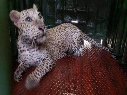 Leopard cub rescued in Mumbai's Aarey colony | Leopard cub rescued in Mumbai's Aarey colony
