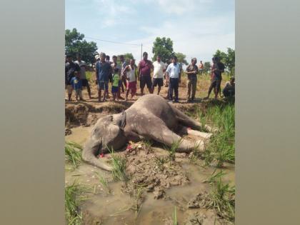 Elephant found dead in Assam's Goalpara district | Elephant found dead in Assam's Goalpara district