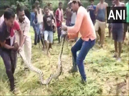 Odisha forest dept rescues giant python from fields in Mayurbhanj, released later | Odisha forest dept rescues giant python from fields in Mayurbhanj, released later