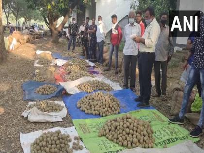 Sapodilla auction commences at Amalsad in Gujarat's Navsari | Sapodilla auction commences at Amalsad in Gujarat's Navsari