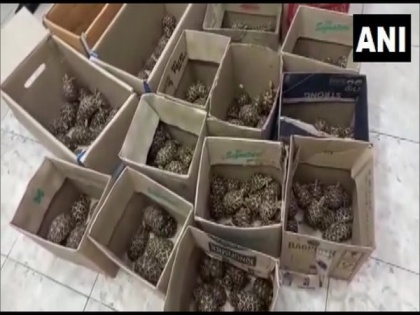 Bengaluru: Police seize 401 Indian star tortoises, one held | Bengaluru: Police seize 401 Indian star tortoises, one held