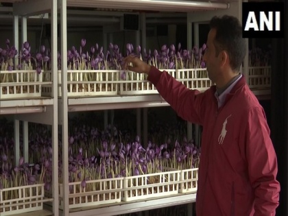 J-K: Advanced research station in Pampore training farmers to grow saffron indoor | J-K: Advanced research station in Pampore training farmers to grow saffron indoor
