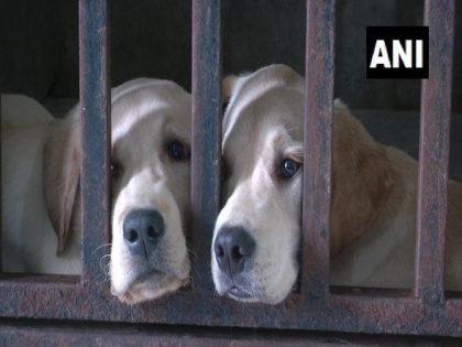 Gujarat: Dog hostel facility giving shelter to pets in emergencies | Gujarat: Dog hostel facility giving shelter to pets in emergencies