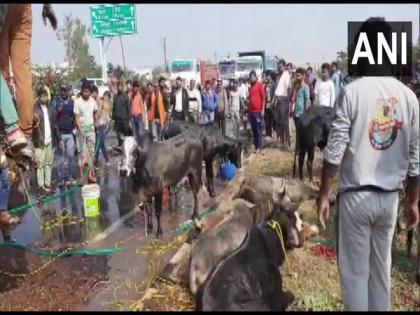 MP: Truck seized for illegally transporting cattle in Jabalpur | MP: Truck seized for illegally transporting cattle in Jabalpur