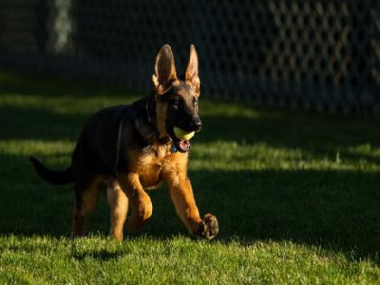 US President Biden adds new puppy 'Commander' to family | US President Biden adds new puppy 'Commander' to family