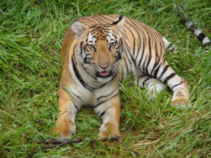 Karnataka: Nine-year-old tiger dies at Pilikula Biological Park | Karnataka: Nine-year-old tiger dies at Pilikula Biological Park
