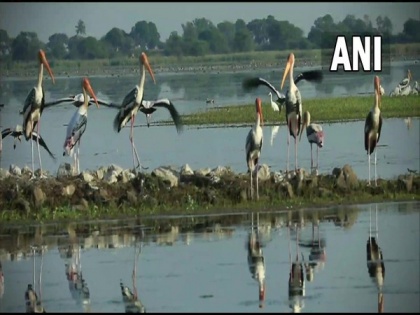 Wetlands in biodiversity parks in Delhi-NCR attracting migratory birds | Wetlands in biodiversity parks in Delhi-NCR attracting migratory birds