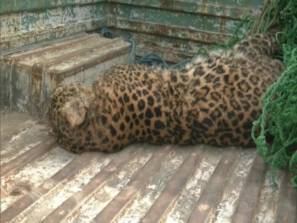 J-K: Leopard found dead in Samba | J-K: Leopard found dead in Samba