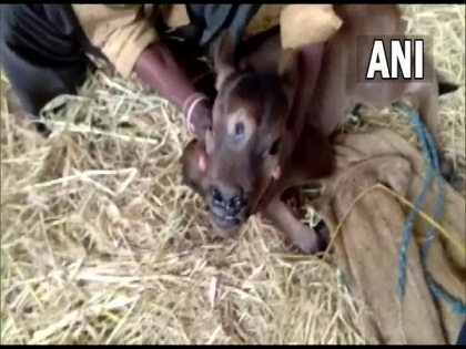 People flock to worship 3-eyed calf in Chhattisgarh's Rajnandgaon, say it is an incarnation of Lord Shiva | People flock to worship 3-eyed calf in Chhattisgarh's Rajnandgaon, say it is an incarnation of Lord Shiva