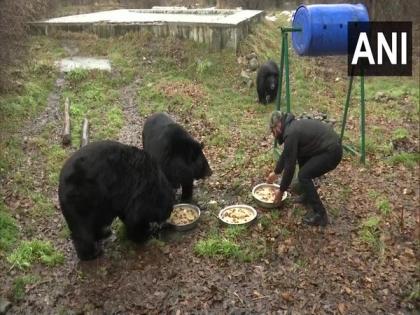 J-K: Himalayan black bears get special diet during winters | J-K: Himalayan black bears get special diet during winters J-K: Himalayan black bears get special diet during winters | J-K: Himalayan black bears get special diet during winters