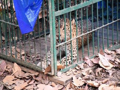 Leopard rescued in Assam's Guwahati | Leopard rescued in Assam's Guwahati