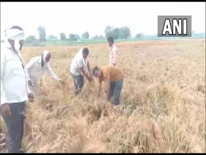 MoS Bharati Pawar demands Maha govt to help farmers who suffered crop damage due to unseasonal rainfall | MoS Bharati Pawar demands Maha govt to help farmers who suffered crop damage due to unseasonal rainfall MoS Bharati Pawar demands Maha govt to help farmers who suffered crop damage due to unseasonal rainfall | MoS Bharati Pawar demands Maha govt to help farmers who suffered crop damage due to unseasonal rainfall