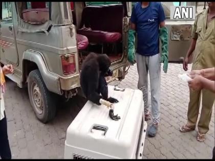 Assam: Forest officials rescue Hoolock gibbon in Kamrup | Assam: Forest officials rescue Hoolock gibbon in Kamrup